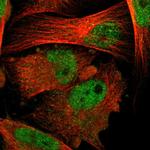 PSMA6 Antibody in Immunocytochemistry (ICC/IF)