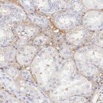 Biglycan Antibody in Immunohistochemistry (Paraffin) (IHC (P))