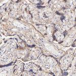 Biglycan Antibody in Immunohistochemistry (Paraffin) (IHC (P))