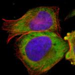 TCP-1 beta Antibody in Immunocytochemistry (ICC/IF)