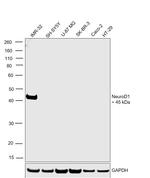 NeuroD1 Antibody in Western Blot (WB)