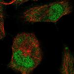 Brachyury Antibody in Immunocytochemistry (ICC/IF)