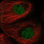 MAD2 Antibody in Immunocytochemistry (ICC/IF)