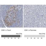 CDK1 Antibody