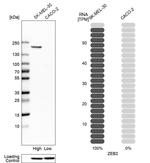 ZEB2 Antibody