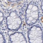 Apolipoprotein H Antibody in Immunohistochemistry (Paraffin) (IHC (P))