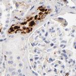 Apolipoprotein H Antibody in Immunohistochemistry (Paraffin) (IHC (P))