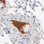 Apolipoprotein H Antibody in Immunohistochemistry (Paraffin) (IHC (P))