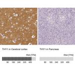 CD90 Antibody