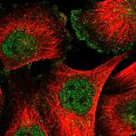 CD90 Antibody in Immunocytochemistry (ICC/IF)