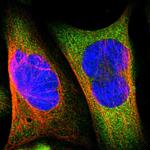 BIN1 Antibody in Immunocytochemistry (ICC/IF)