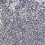 Laminin beta-1 Antibody in Immunohistochemistry (Paraffin) (IHC (P))