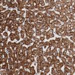 GIT1 Antibody in Immunohistochemistry (Paraffin) (IHC (P))