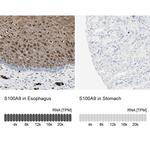 S100A9 Antibody