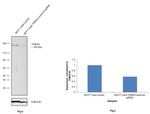 TRIM33 Antibody