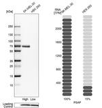 PSAP Antibody