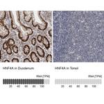 HNF4A Antibody