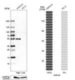 HNF4A Antibody