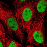 HNF4A Antibody in Immunocytochemistry (ICC/IF)