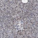 HNF4A Antibody in Immunohistochemistry (Paraffin) (IHC (P))