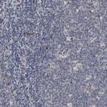 HNF4A Antibody in Immunohistochemistry (Paraffin) (IHC (P))