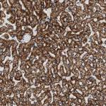 HMGCL Antibody in Immunohistochemistry (Paraffin) (IHC (P))