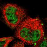 JAB1 Antibody in Immunocytochemistry (ICC/IF)