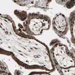 JAB1 Antibody in Immunohistochemistry (Paraffin) (IHC (P))