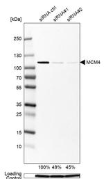 MCM4 Antibody