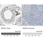 MCM4 Antibody