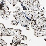 Cyclin T1 Antibody in Immunohistochemistry (Paraffin) (IHC (P))