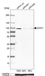 Cyclin T1 Antibody