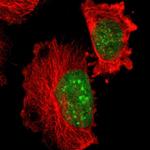 HP1 gamma Antibody in Immunocytochemistry (ICC/IF)