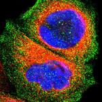 OATP8 Antibody in Immunocytochemistry (ICC/IF)