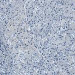 SLC2A5 Antibody in Immunohistochemistry (Paraffin) (IHC (P))