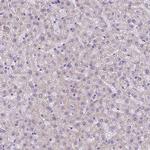 MEF2C Antibody in Immunohistochemistry (Paraffin) (IHC (P))