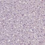 DLX5 Antibody in Immunohistochemistry (Paraffin) (IHC (P))