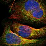 15-PGDH Antibody in Immunocytochemistry (ICC/IF)