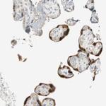 15-PGDH Antibody in Immunohistochemistry (Paraffin) (IHC (P))