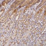 Ninein Antibody in Immunohistochemistry (Paraffin) (IHC (P))