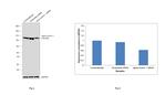 alpha Actinin 1 Antibody in Western Blot (WB)