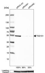 TSG101 Antibody