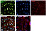 TSG101 Antibody in Immunocytochemistry (ICC/IF)