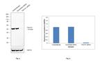 TSG101 Antibody in Western Blot (WB)