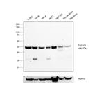 TSG101 Antibody in Western Blot (WB)