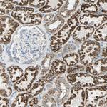 ACADM Antibody in Immunohistochemistry (Paraffin) (IHC (P))