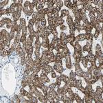 ACADM Antibody in Immunohistochemistry (Paraffin) (IHC (P))