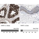 HPRT1 Antibody