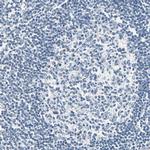 Carbonic Anhydrase I Antibody in Immunohistochemistry (Paraffin) (IHC (P))