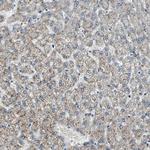 CHP1 Antibody in Immunohistochemistry (Paraffin) (IHC (P))